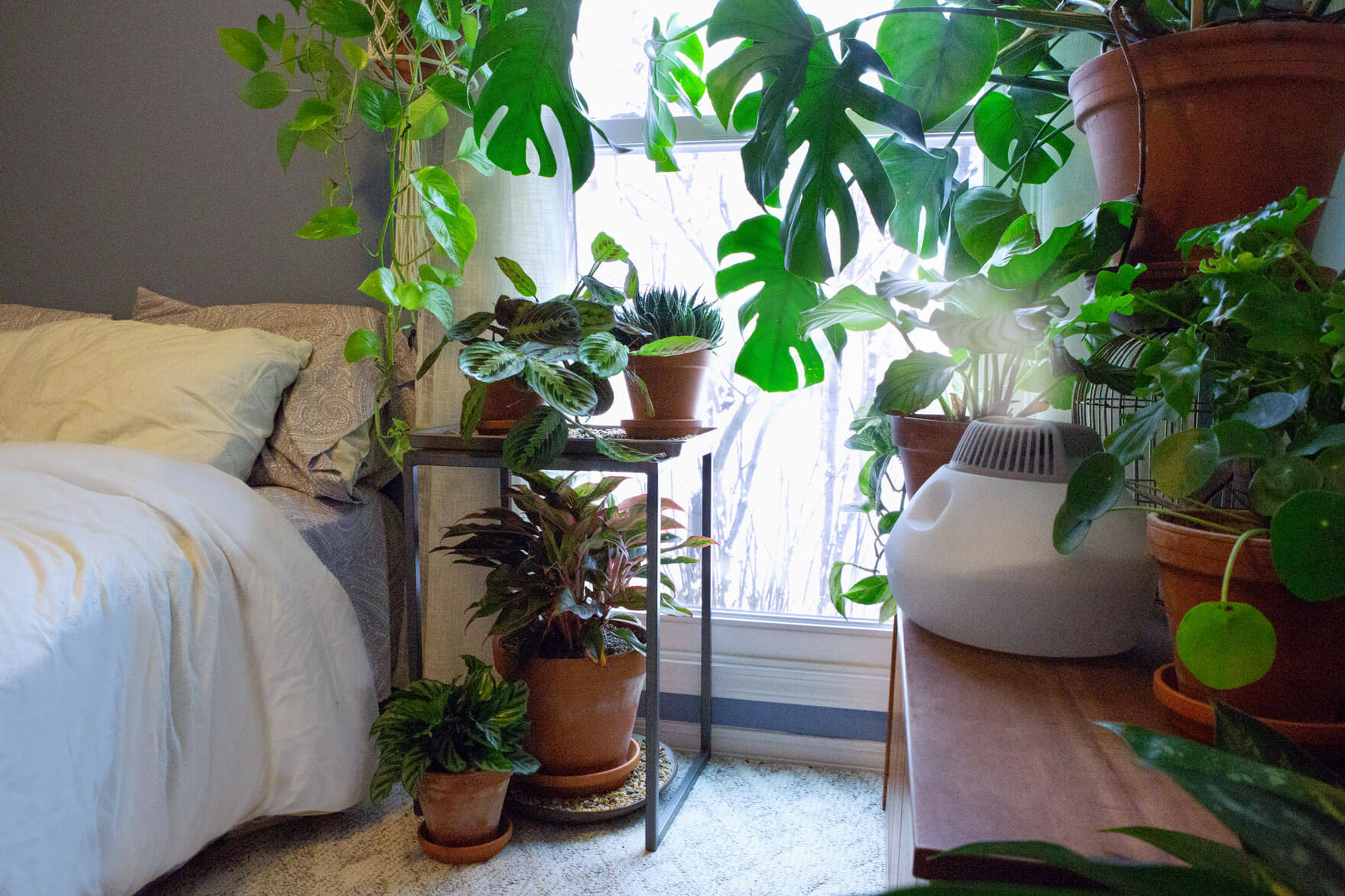 Indoor Plants Benefits