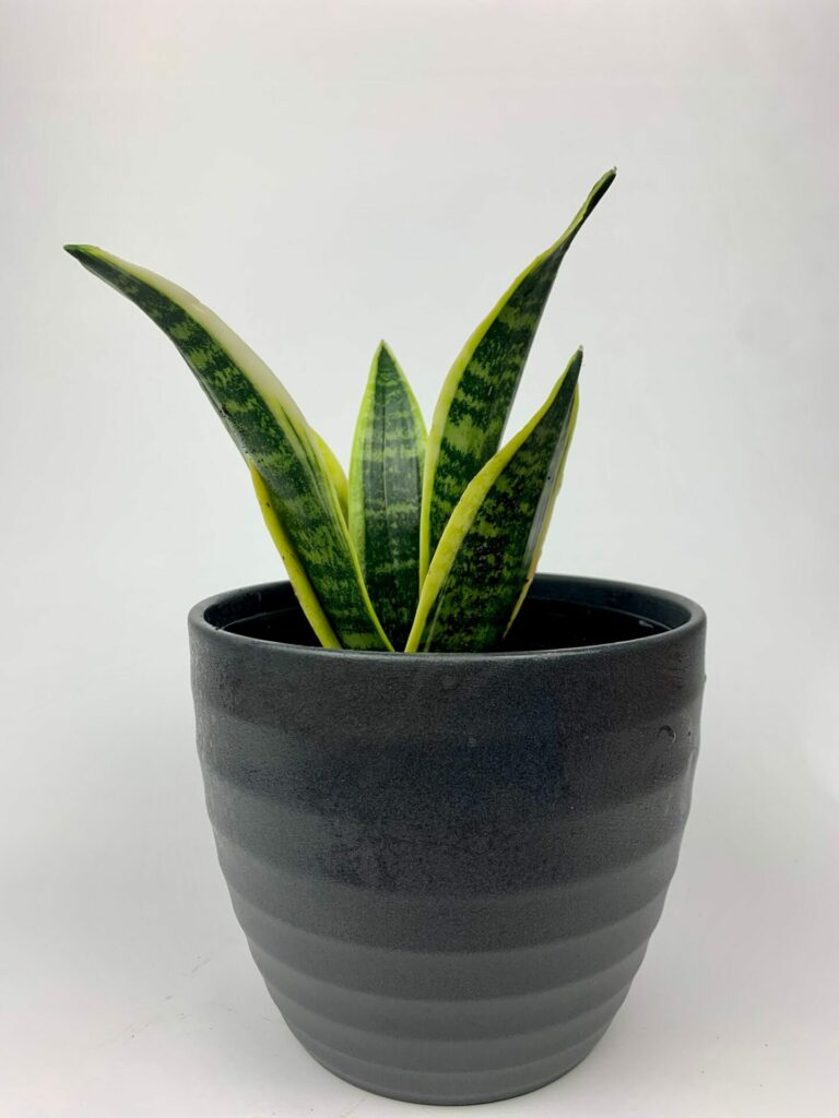 Snake Plant (Sansevieria trifasciata) with tall, upright green leaves
