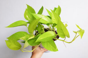 Epipremnum aureum 'Neon Pothos,' a low-light tolerant indoor vine plant.