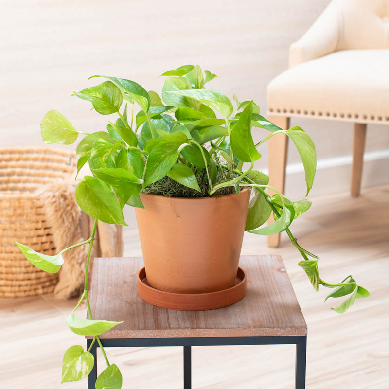 Pothos houseplant with trailing vines of heart-shaped green and yellow leaves.