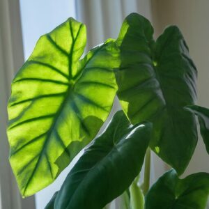 Alocasia plant with vibrant green foliage thriving in bright, indirect sunlight from a nearby window Unlocking Alocasia Magic: Care Guide