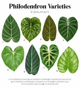 Philodendron Birkin with heart-shaped green leaves with white variegation] [Image Alt Text: Philodendron Micans with velvety, textured green leaves