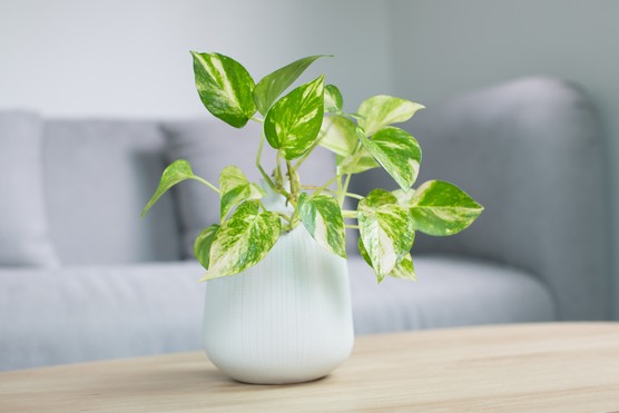 Pothos plant Lush green heartshaped leaves with golden variegation vine plants that cascade in your home.