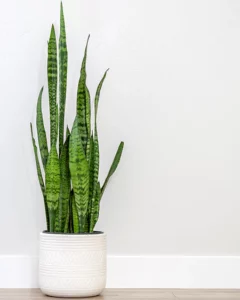 Snake Plant (Sansevieria trifasciata) with tall, upright green leaves