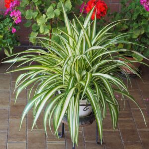 Spider Plant (Chlorophytum comosum) with cascading green leaves and baby spiderettes