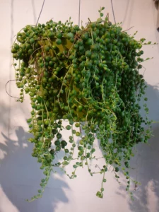 String of Pearls vine (Senecio rowleyanus) with delicate, pea-like pearls cascading from slender stems vine plants that cascade in your home