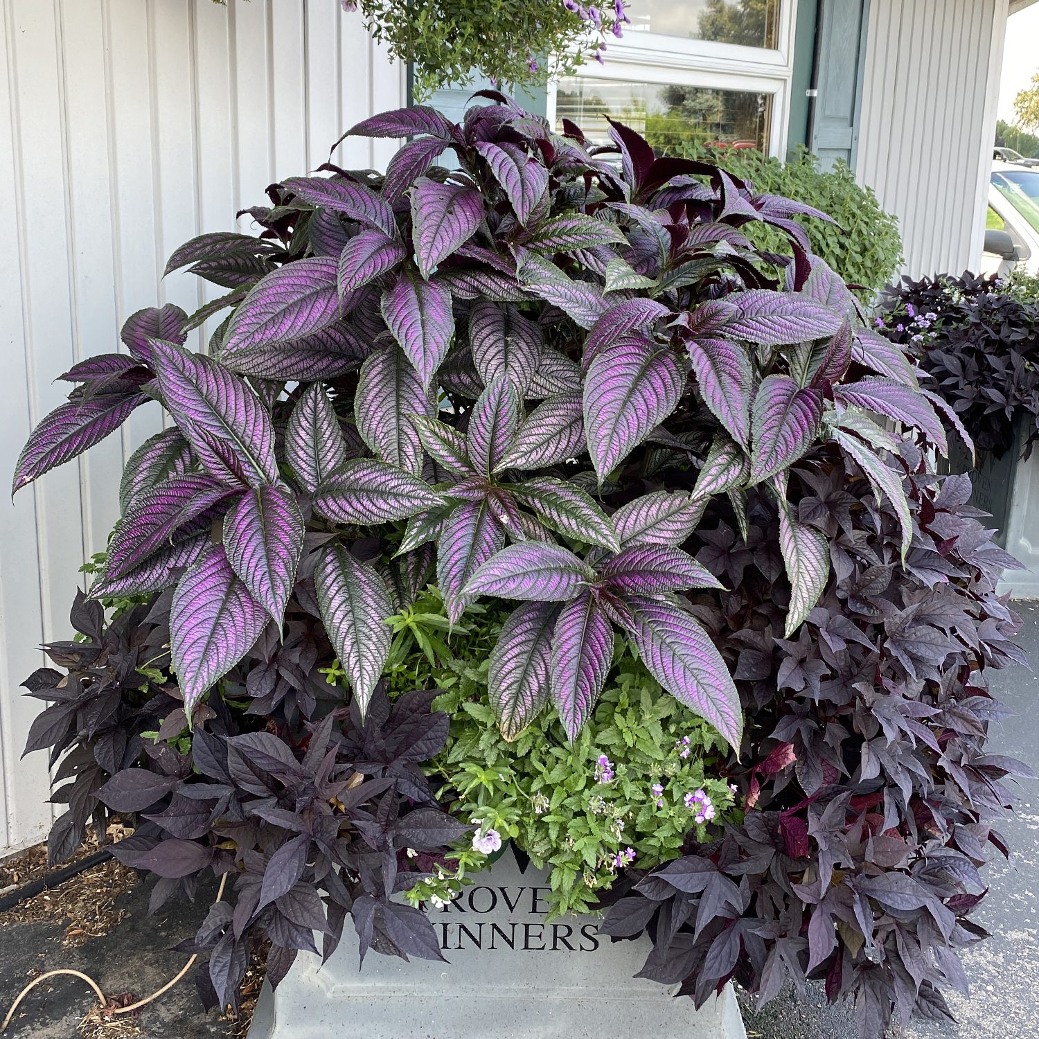 Purple houseplant with bold, velvety dark purple leaves.