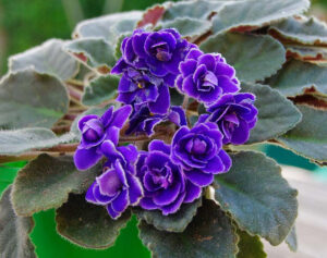 African Violet (Saintpaulia ionantha) with vibrant purple flowers and velvety green leaves