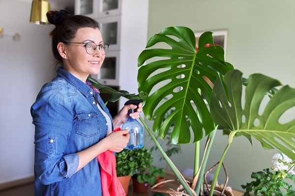 Indoor Plants Benefits