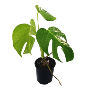 Monstera Deliciosa 100mm