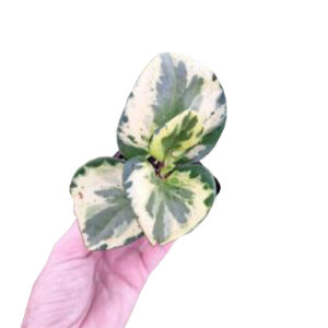 MEGA DEAL – Peperomia magnoliifolia Golden Gate - Baby Rubber Plant 70mm