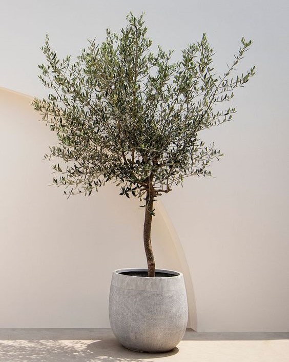 why-you-shouldn-t-keep-an-olive-tree-indoors-the-jungle-collective