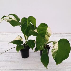 RARE ALERT – Monstera Albo Variegata 125mm