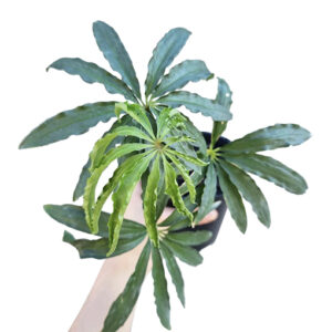 Anthurium Polyschistum Finger Leaf 125mm