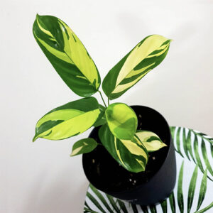Ctenanthe Golden Mosaic 125mm