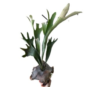 Platycerium Elkhorn 140mm