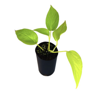 Pothos Goldilocks - Epipremnum Aureum 70mm