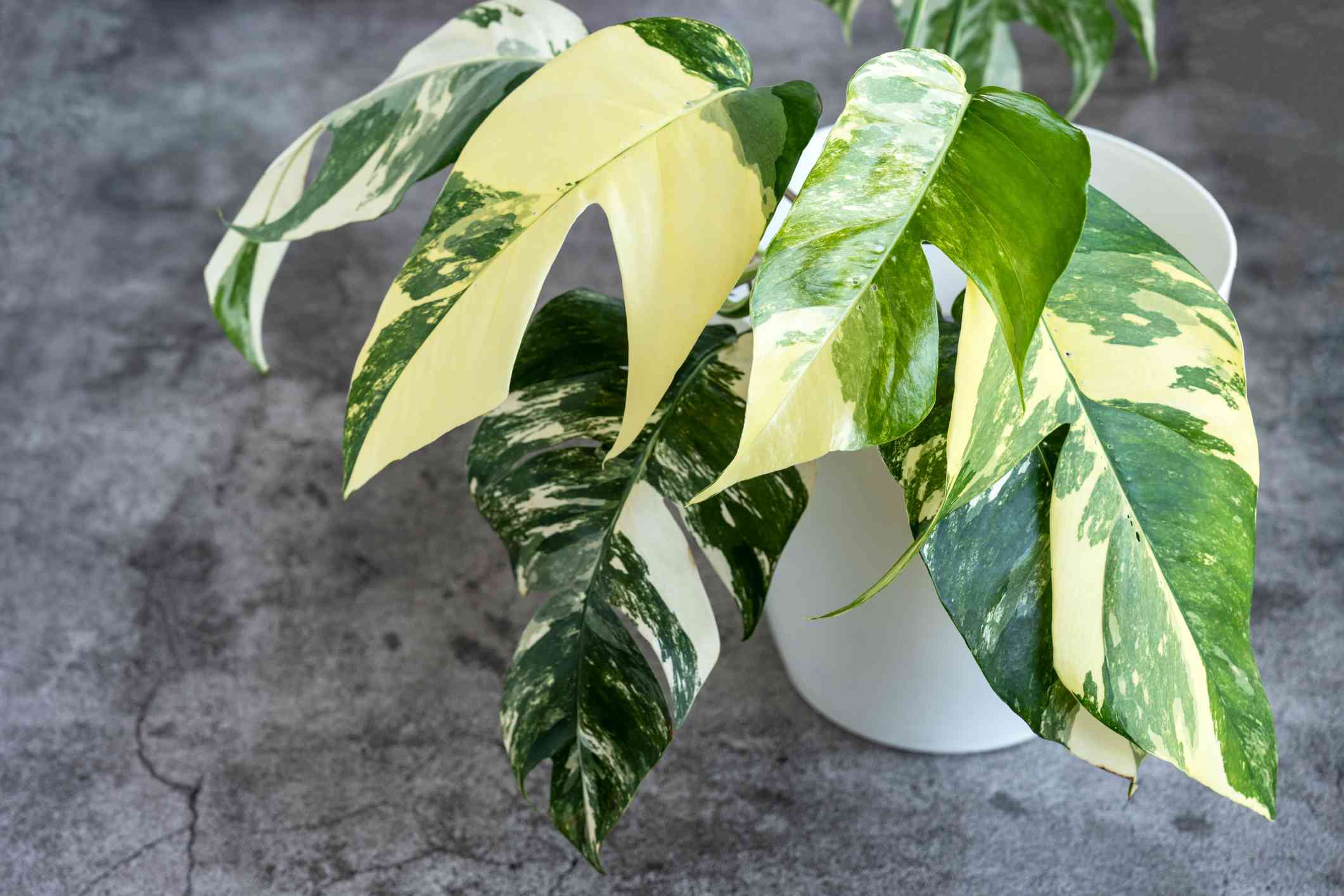 Dragon Tail Plant Care Guide - The Jungle Collective