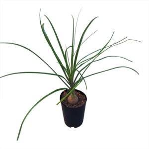 Ponytail Palm - Beaucarnea Recurvata 70mm