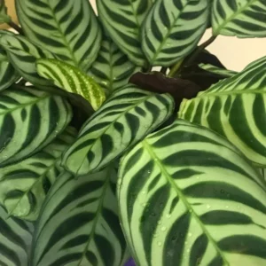 Plant Care Tips