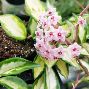 Plant Articles