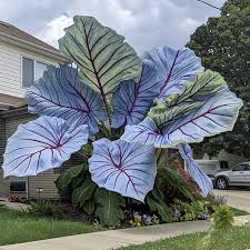 Plant Care Tips
