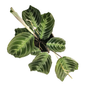 Maranta Cats Moustache 100mm