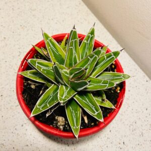 Agave 'Golden Princess' 130mm