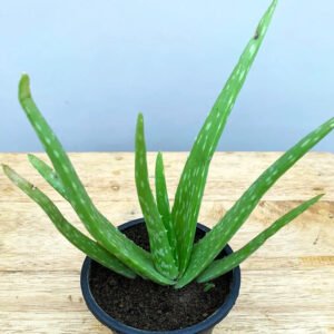Aloe Vera 120mm