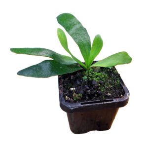 Elkhorn Fern – Platycerium Bifurcatum 70mm