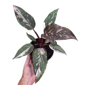 Philodendron Pink Galaxy 125mm
