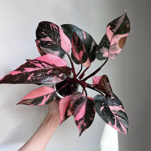 Philodendron Pink Galaxy 125mm