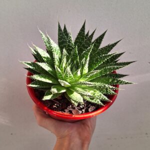 Aloe Sunstar 130mm