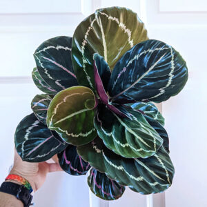 Calathea Jungle Rose 90mm