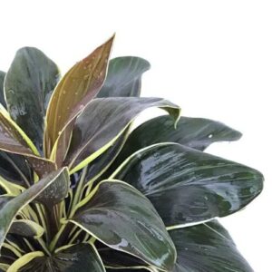 MEGA DEAL – Cordyline Coffee Compacta 125mm