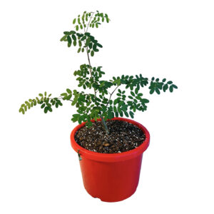 Delonix Decaryi - Bottle Tree 190mm