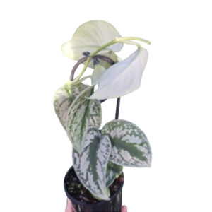 Scindapsus Pictus - Satin Pothos Exotica 125mm