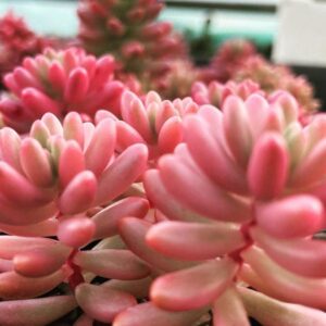 🌵 Succulent Saturday – Sedum Pink Jelly Bean 130mm