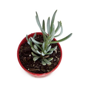 Senecio talinoides Narrow leaf Chalksticks 80mm