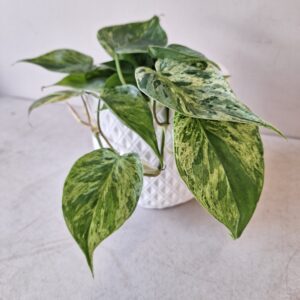 Philodendron