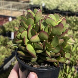 Crassula atropurpurea 100mm