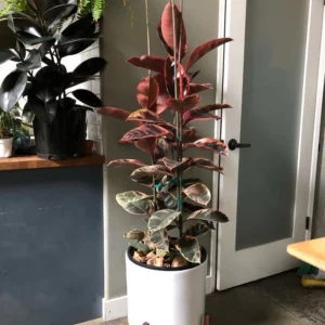 Rubber Plant – Ficus Ruby 200mm