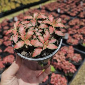 🧠 FANTASTIC FITTONIA MEGA DEAL – Fittonia Forest Flame 100mm