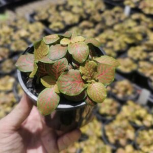 🧠 FANTASTIC FITTONIA MEGA DEAL – Fittonia Charlene 100mm