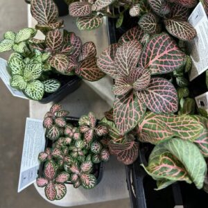 🍀7 @ $7 – Fittonia Jungle Jumble 70mm
