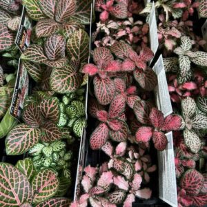 🍀7 @ $7 – Fittonia Jungle Jumble 70mm
