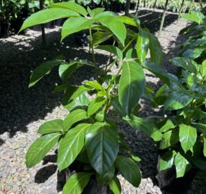 Schefflera Amate 200mm