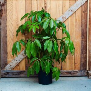 Schefflera Amate 200mm