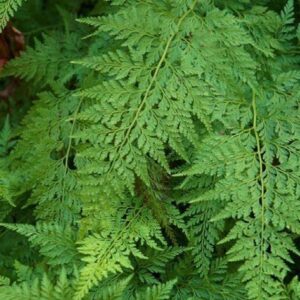 Arachnoides standishii – Upside Down Fern 125mm