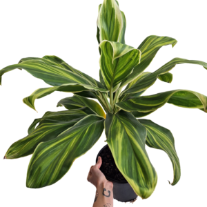 Cordyline Fruticosa Tropic Frost 180mm